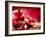 Pomegranate Fruit-Subbotina Anna-Framed Photographic Print