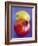 Pomegranate, with Quince Behind-Jean Cazals-Framed Photographic Print