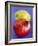 Pomegranate, with Quince Behind-Jean Cazals-Framed Photographic Print