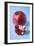 Pomegranate-Veronique Leplat-Framed Photographic Print