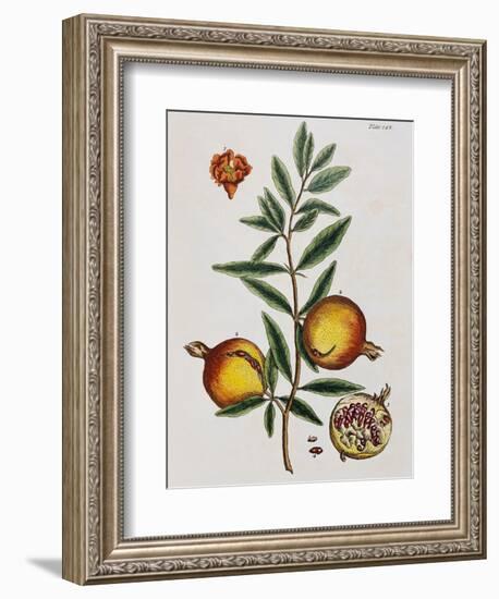 Pomegranate-Elizabeth Blackwell-Framed Giclee Print