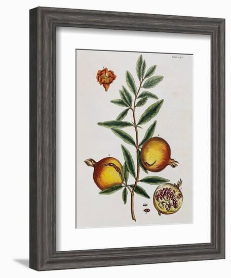 Pomegranate-Elizabeth Blackwell-Framed Giclee Print