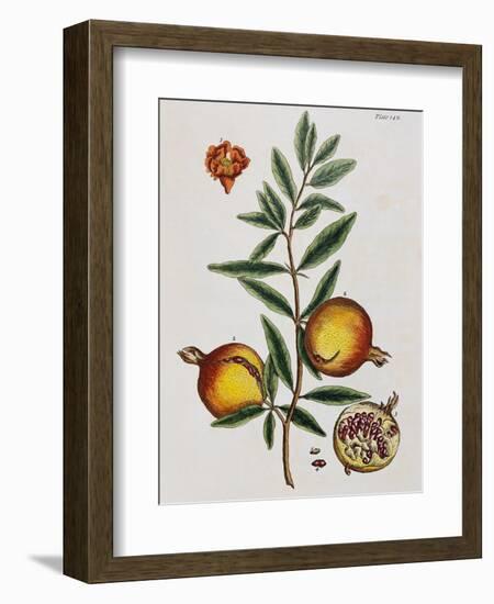 Pomegranate-Elizabeth Blackwell-Framed Giclee Print