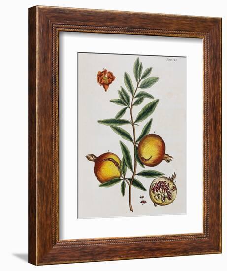 Pomegranate-Elizabeth Blackwell-Framed Giclee Print