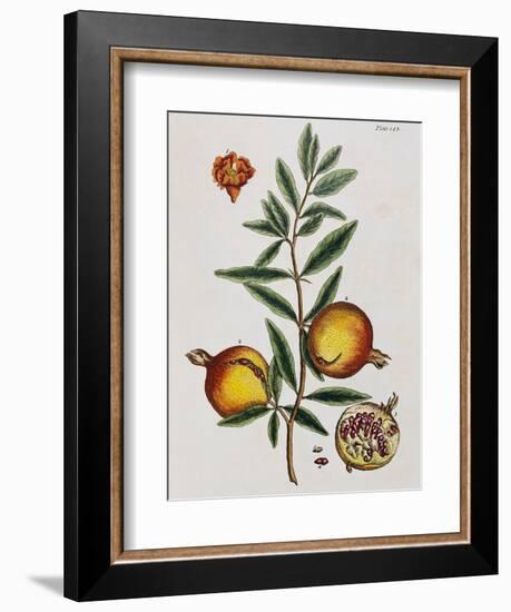 Pomegranate-Elizabeth Blackwell-Framed Giclee Print