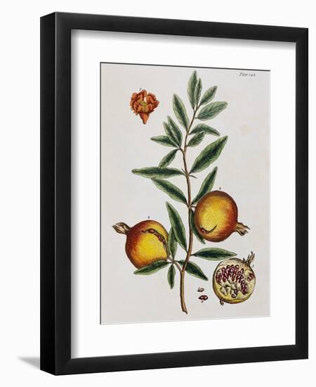 Pomegranate-Elizabeth Blackwell-Framed Giclee Print