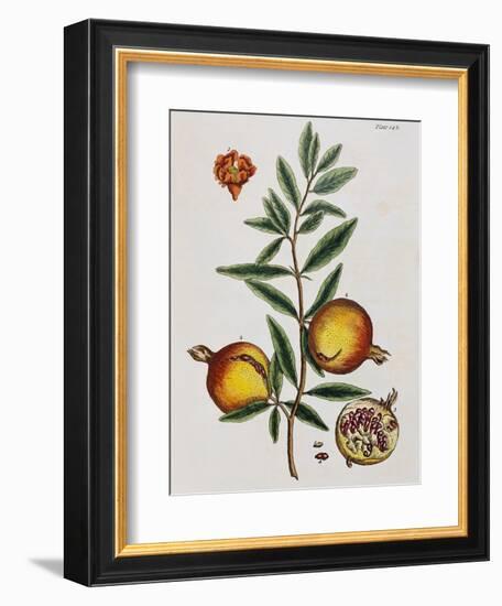 Pomegranate-Elizabeth Blackwell-Framed Giclee Print