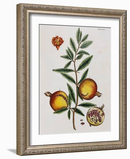 Pomegranate-Elizabeth Blackwell-Framed Giclee Print