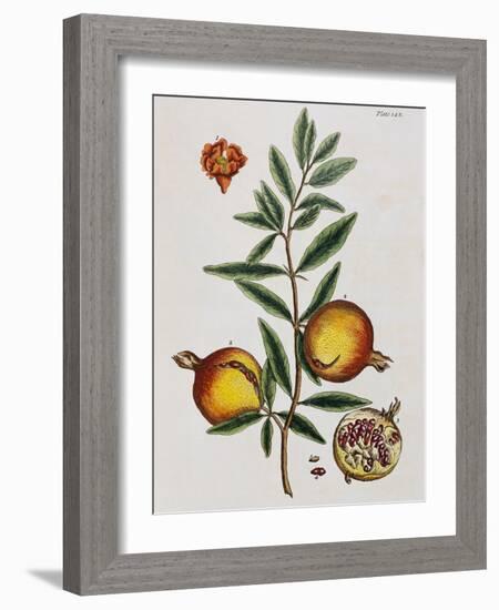 Pomegranate-Elizabeth Blackwell-Framed Giclee Print