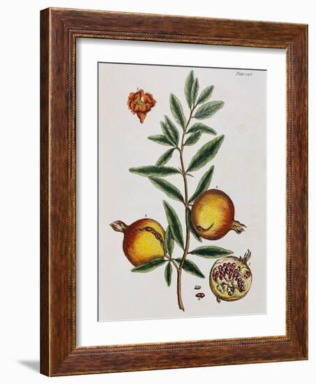 Pomegranate-Elizabeth Blackwell-Framed Giclee Print