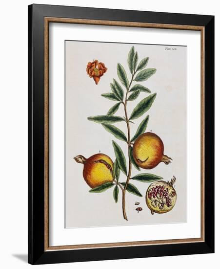 Pomegranate-Elizabeth Blackwell-Framed Giclee Print