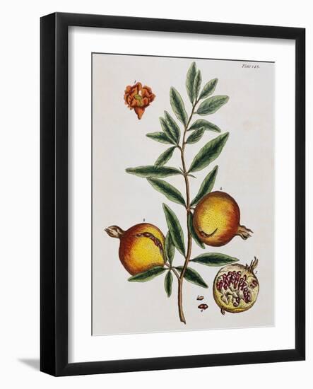 Pomegranate-Elizabeth Blackwell-Framed Giclee Print