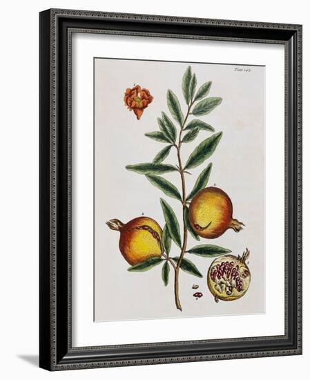 Pomegranate-Elizabeth Blackwell-Framed Giclee Print