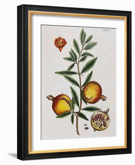 Pomegranate-Elizabeth Blackwell-Framed Giclee Print