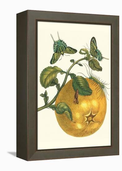 Pomelo Fruit with Urania Moth-Maria Sibylla Merian-Framed Stretched Canvas