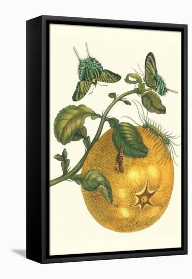 Pomelo Fruit with Urania Moth-Maria Sibylla Merian-Framed Stretched Canvas