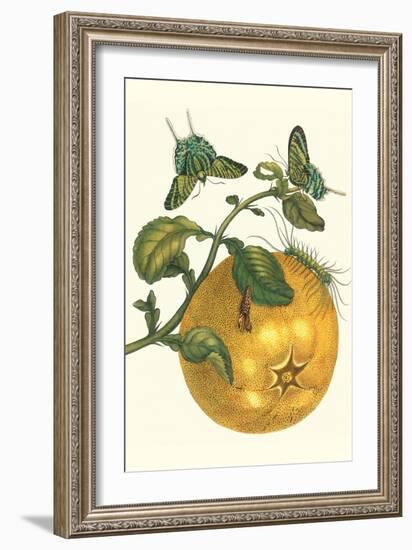 Pomelo Fruit with Urania Moth-Maria Sibylla Merian-Framed Art Print