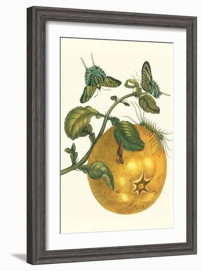 Pomelo Fruit with Urania Moth-Maria Sibylla Merian-Framed Art Print