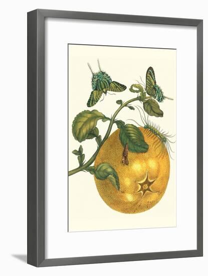 Pomelo Fruit with Urania Moth-Maria Sibylla Merian-Framed Art Print