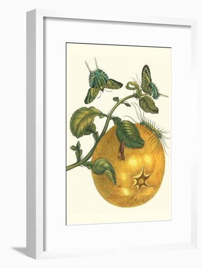 Pomelo Fruit with Urania Moth-Maria Sibylla Merian-Framed Art Print