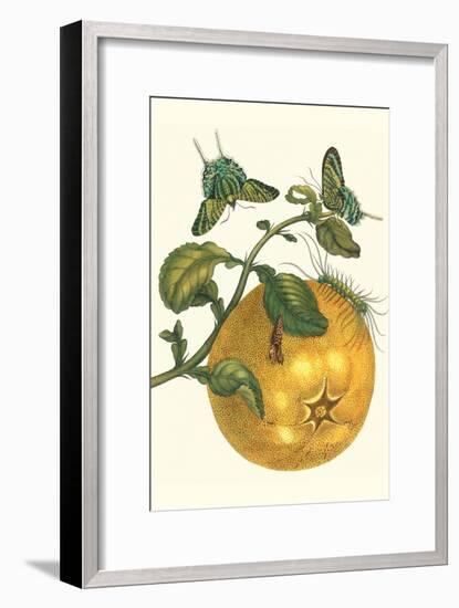 Pomelo Fruit with Urania Moth-Maria Sibylla Merian-Framed Art Print