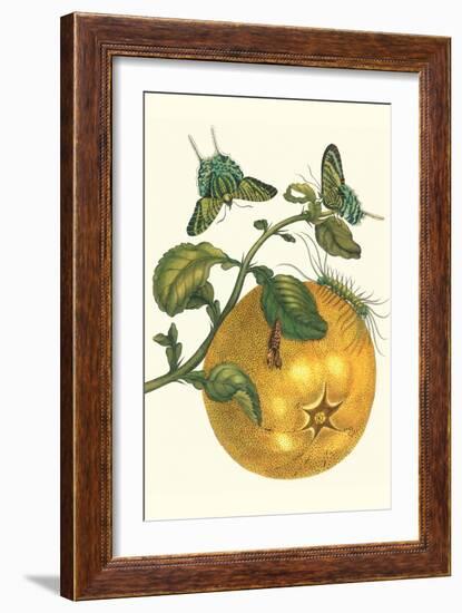 Pomelo Fruit with Urania Moth-Maria Sibylla Merian-Framed Art Print