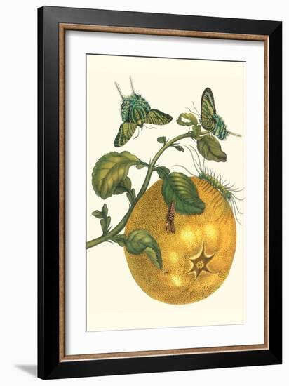 Pomelo Fruit with Urania Moth-Maria Sibylla Merian-Framed Art Print