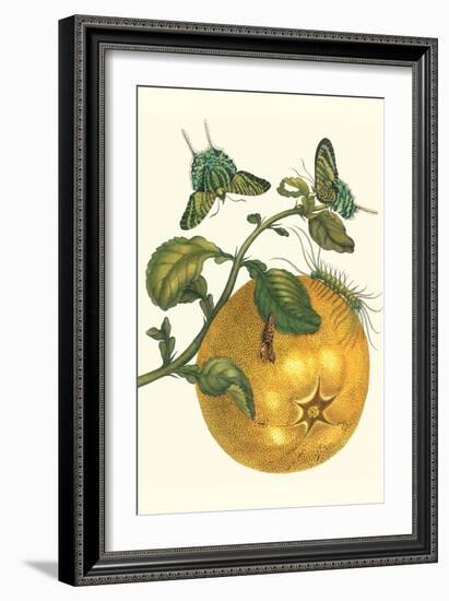 Pomelo Fruit with Urania Moth-Maria Sibylla Merian-Framed Art Print