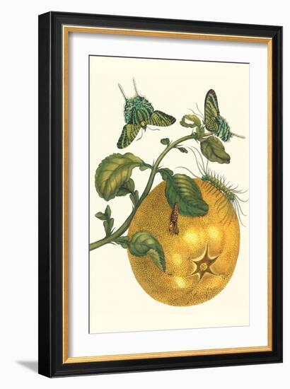 Pomelo Fruit with Urania Moth-Maria Sibylla Merian-Framed Art Print