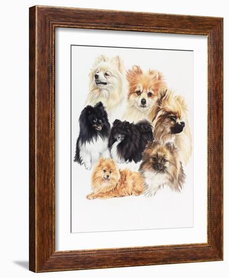 Pomeraneian-Barbara Keith-Framed Giclee Print