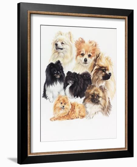 Pomeraneian-Barbara Keith-Framed Giclee Print