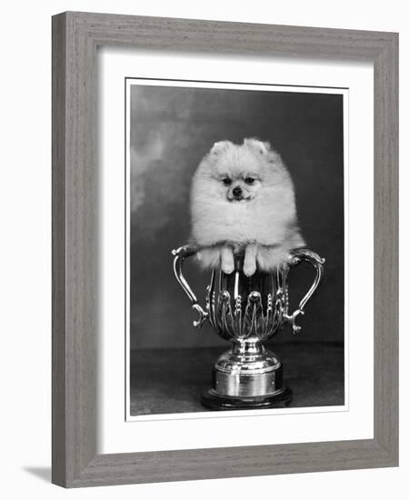 Pomeranian Champion Dimples of Hadleigh, a Pomeranian Posing in a Trophy-null-Framed Photographic Print