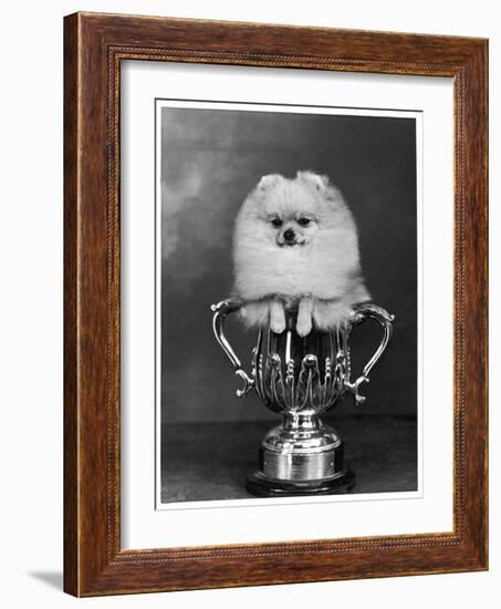 Pomeranian Champion Dimples of Hadleigh, a Pomeranian Posing in a Trophy-null-Framed Photographic Print