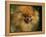 Pomeranian Portrait-Adriano Bacchella-Framed Premier Image Canvas