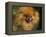 Pomeranian Portrait-Adriano Bacchella-Framed Premier Image Canvas