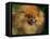 Pomeranian Portrait-Adriano Bacchella-Framed Premier Image Canvas