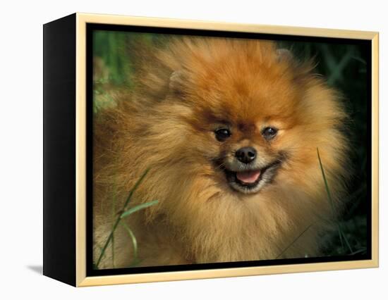 Pomeranian Portrait-Adriano Bacchella-Framed Premier Image Canvas