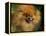 Pomeranian Portrait-Adriano Bacchella-Framed Premier Image Canvas