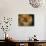 Pomeranian Portrait-Adriano Bacchella-Photographic Print displayed on a wall