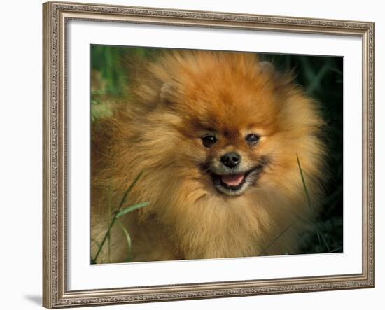 Pomeranian Portrait-Adriano Bacchella-Framed Photographic Print