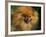 Pomeranian Portrait-Adriano Bacchella-Framed Photographic Print