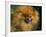 Pomeranian Portrait-Adriano Bacchella-Framed Photographic Print