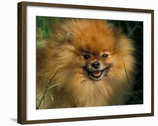 Pomeranian Portrait-Adriano Bacchella-Framed Photographic Print