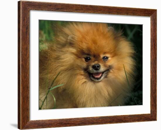 Pomeranian Portrait-Adriano Bacchella-Framed Photographic Print