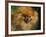 Pomeranian Portrait-Adriano Bacchella-Framed Photographic Print