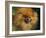 Pomeranian Portrait-Adriano Bacchella-Framed Photographic Print