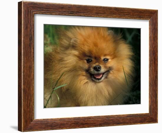 Pomeranian Portrait-Adriano Bacchella-Framed Photographic Print