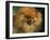 Pomeranian Portrait-Adriano Bacchella-Framed Photographic Print