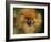 Pomeranian Portrait-Adriano Bacchella-Framed Photographic Print