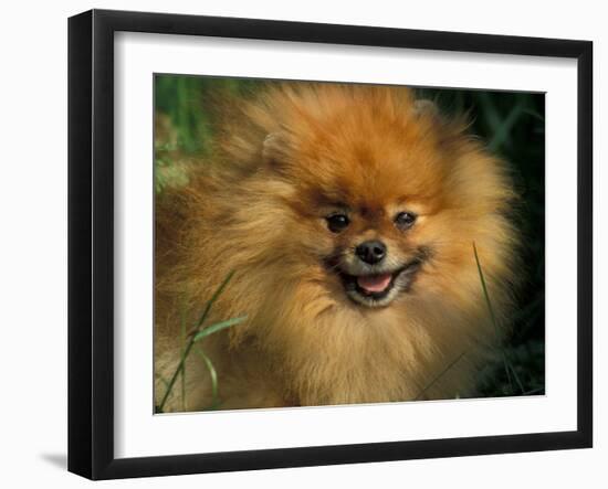 Pomeranian Portrait-Adriano Bacchella-Framed Photographic Print